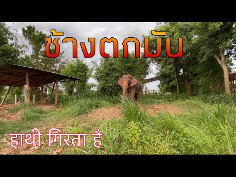 อัพเดท-สีดอทันใจตกมัน❗️-elepha อัพเดท-สีดอทันใจตกมัน❗️-elepha