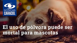 El uso de pólvora puede ser mortal para las mascotas: vea por qué