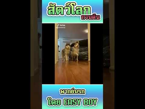 รวมคลิปฮาพากย์นรกshorteasyb