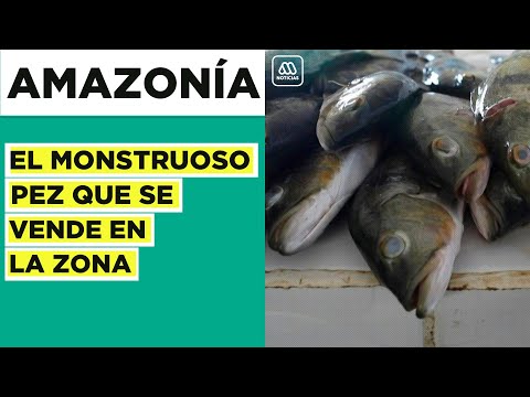 El monstruo amazónico Pirarucú: El desconocido pez que se vende en cientos de dólares