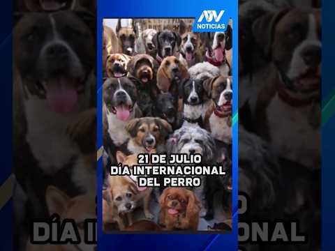 Día internacional del perro | #ATVNoticias #shorts
