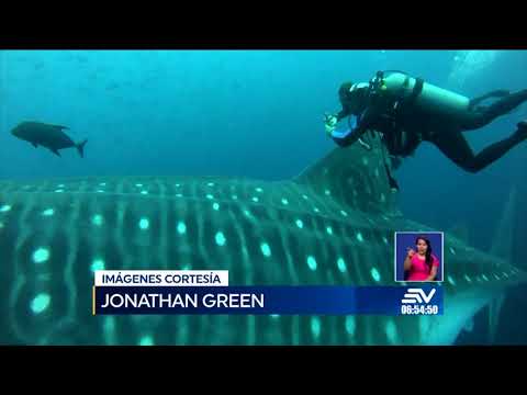 Tiburón ballena marcado en Galápagos llega a Costa Rica