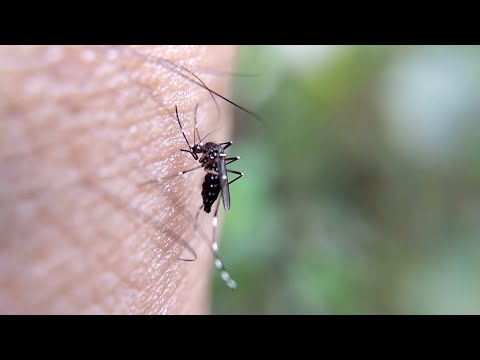 Citizens Reminded To Be Proactive, Protect Themselves From Mosquito Bites