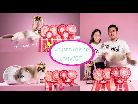 CatshowVlog:พาแมวมาประกวด