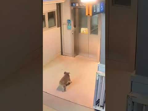 Un koala interrumpe el sistema ferroviario de Sídney tras colarse en una estación