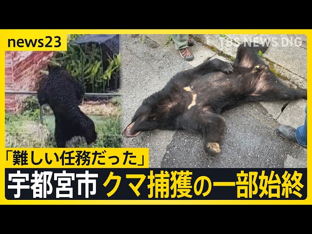 Image of Another Bear Feared Roaming Utsunomiya
