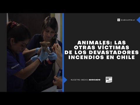 Animales: las otras víctimas de los devastadores incendios en Chile