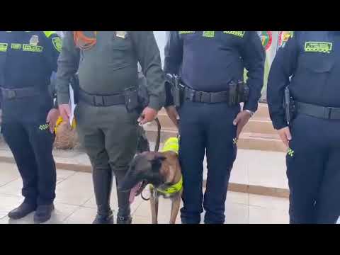 Entregan Medalla de Honor a Oker, el canino antipólvora de la Policía en Bolívar