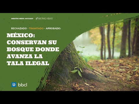 La comunidad que conserva su bosque en un territorio donde avanza la tala ilegal en México