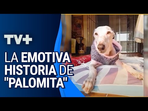 La emotiva historia de Palomita