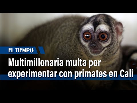 Multimillonaria multa por experimentar con primates en Cali | El Tiempo