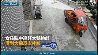 فزعة أم لابنتها بعد هجوم البط