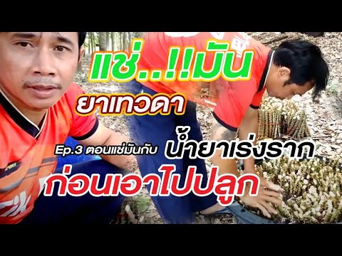 ปลูกมันสำปะหลังก้านแดง--เกษตรอ ปลูกมันสำปะหลังก้านแดง--เกษตรอ