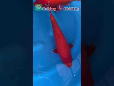 Tosaisakaifishfarmไทยคาร์ฟ