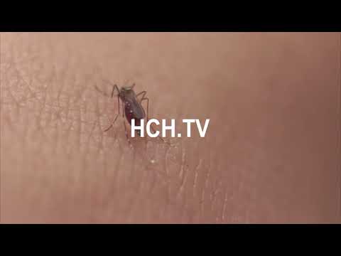 A no descuidar las enfermedades producidas por mosquitos, instan autoridades de Salud