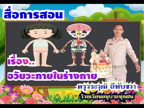 สื่อการสอนออนไลน์-อวัยวะภายในร สื่อการสอนออนไลน์-อวัยวะภายในร
