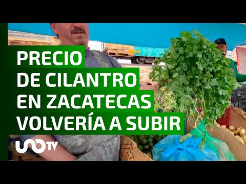 Última cosecha de cilantro quemada, por lo que subiría otra vez el precio.