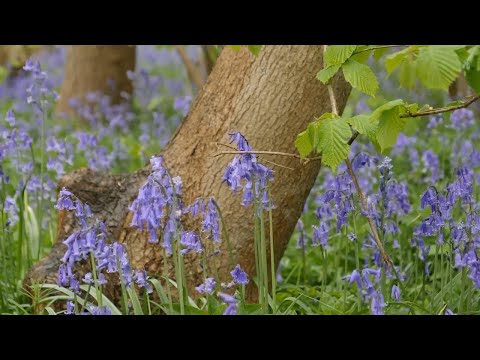 Warning not to trample on bluebells transforming UK woods into fairy tale forests