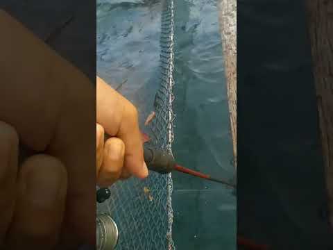 BDH ปลากระพงแดงกินเนื้อไก่fishingmancingตกปลา