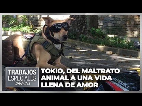 Tokio, del maltrato animal a una vida llena de amor - Especial VPItv