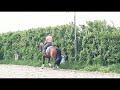 حصان الفروسية Getalenteerd 4-jarig sportpaard
