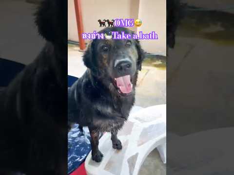 ‼️ลงอ่าง🐕‍🦺🐕‍🦺Takeabath🛀b