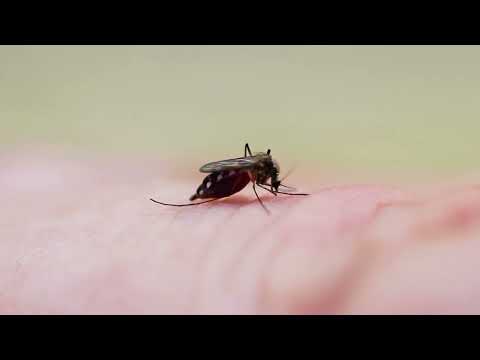 Health Check - Mosquito Awareness Week