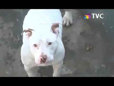 Quito: Perro atacó a varios niños y una joven