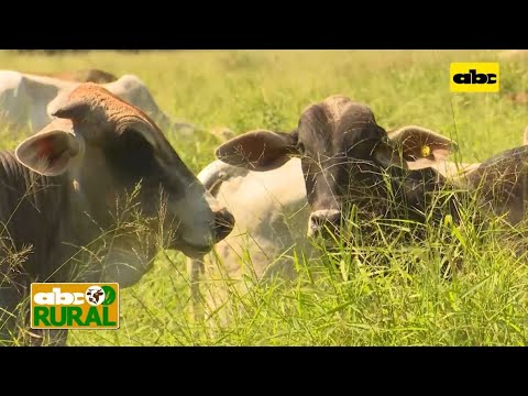 ABC Rural: Diferencia entre un bovino macho entero y uno castrado