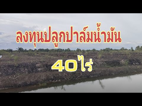 ลงทุนปลูกปาล์มน้ำมัน40ไร่