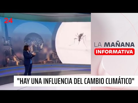 Mayor presencia del mosquito del dengue en Chile: Hay una influencia del cambio climático