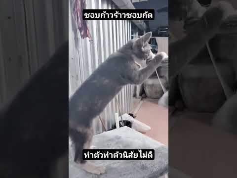 小猫脾气