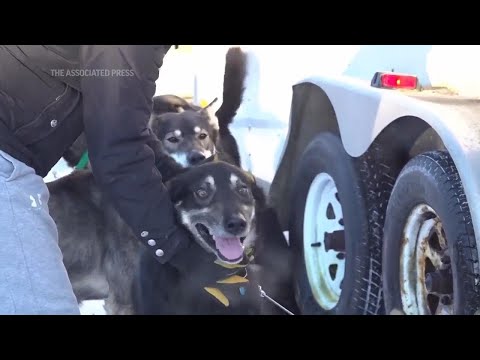 2 dogs die during Iditarod, PETA calls to end the race