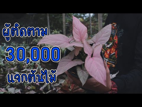 ผู้ติดตามครบ30,000แจกต้นไม้ฟร