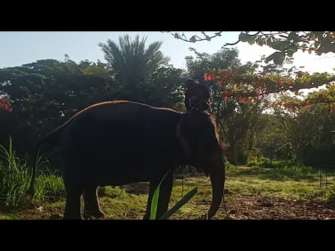 สวัสดีค่ะ🙏🙏🐘🐘