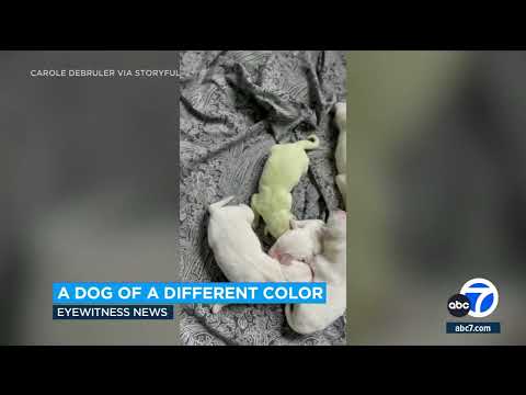 Golden retriever puppy named Shamrock born with green hue