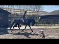Dressage horse Super sympathieke 4 jarige ruin * NIEUWE VIDEO *