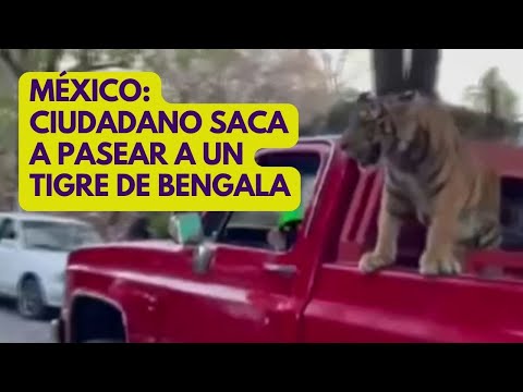 MÉXICO: ciudadano saca a pasear a un tigre de Bengala