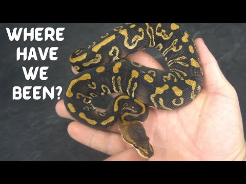 YouTube video thumbnail