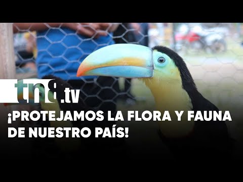 Realizan congreso de flora y fauna en Siuna - Nicaragua