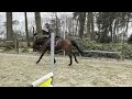 障碍赛马匹 Springpaard (Comme iL Faut x Gaultier VDL x Indoctro) 4 jaar uit top merrielijn