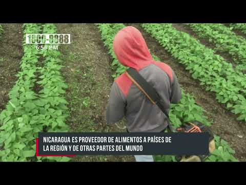 Nicaragua ejecuta múltiples estrategias para el crecimiento agropecuario
