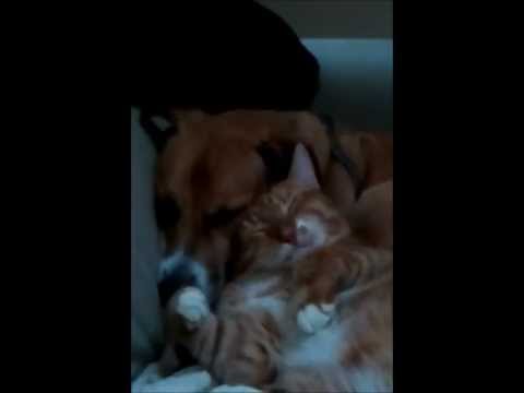 Video: tai yra meilė - šunų ir kačių geriausi draugai