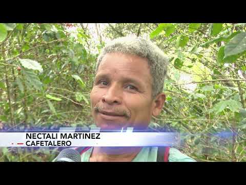Pérdidas por falta de cortadores, reportan productores de café en Lajas, Comayagua