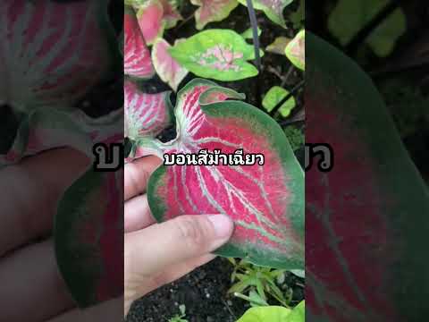 บอนสีม้าเฉียวcaladiumplants