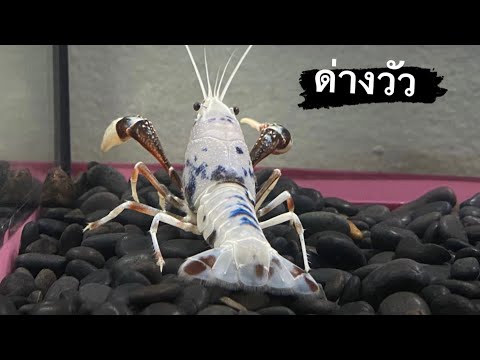 กุ้งเครฟิชกุ้งสวยงาม(ด่างวั