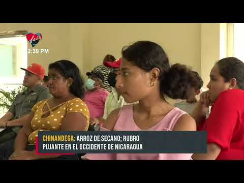 INTA impulsa alternativas agroecológicas de producción de arroz en Chinandega - Nicaragua
