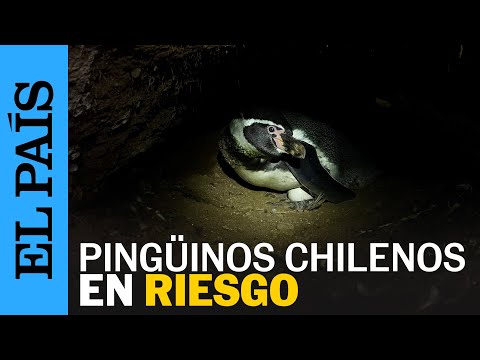 CHILE | Alertan por peligro de extinción de pingüinos Humboldt | EL PAÍS