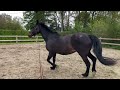 Recreation horse Karaktervolle merrie