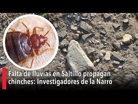Falta de lluvias en Saltillo propagan chinches: Investigadores de la Narro